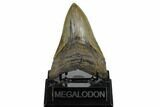 Serrated, Fossil Megalodon Tooth - South Carolina #180943-1
